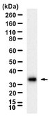 Anti-GATA1 Antibody, clone 1D3 ZooMAb® Rabbit Monoclonal recombinant, expressed in HEK 293 cells