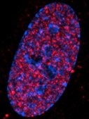 Anti-HDAC1 Antibody Upstate®, from rabbit