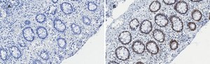 Anti-C-EBP beta Antibody, clone 8G18, ZooMAb® Rabbit Monoclonal recombinant, expressed in HEK 293 cells