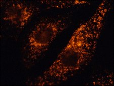 Anti-LAMP1−Cy3™ antibody produced in rabbit 1-2 mg/mL, affinity isolated antibody, buffered aqueous solution