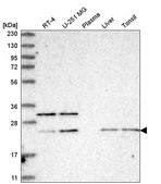 Anti-CRIP3 antibody produced in rabbit Prestige Antibodies® Powered by Atlas Antibodies, affinity isolated antibody, buffered aqueous glycerol solution