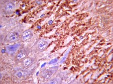 Anti-Synapsin I Antibody Chemicon®, from rabbit