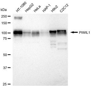 KD-Validated Anti PIWIL1 Antibody, clone 24GB1545, Rabbit Monoclonal clone 24GB1545, recombinant rabbit monoclonal, expressed in HEK293 cells