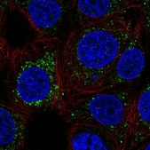 Anti-FKBP10 antibody produced in rabbit Prestige Antibodies® Powered by Atlas Antibodies, affinity isolated antibody, buffered aqueous glycerol solution