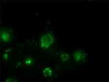 Anti-Human IgG (Fc specific)−FITC antibody produced in goat affinity isolated antibody, buffered aqueous solution