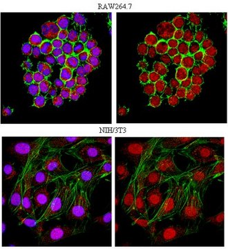 Anti-Ubiquityl Histone H2A.X (Lys119) Antibody serum, from rabbit