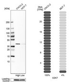 Anti-CDK7 antibody produced in rabbit Prestige Antibodies® Powered by Atlas Antibodies, affinity isolated antibody, buffered aqueous glycerol solution