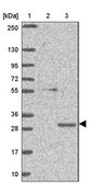 Anti-GTF2H3 antibody produced in rabbit Prestige Antibodies® Powered by Atlas Antibodies, affinity isolated antibody, buffered aqueous glycerol solution