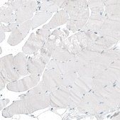Anti-HLTF antibody produced in rabbit Prestige Antibodies® Powered by Atlas Antibodies, affinity isolated antibody, buffered aqueous glycerol solution