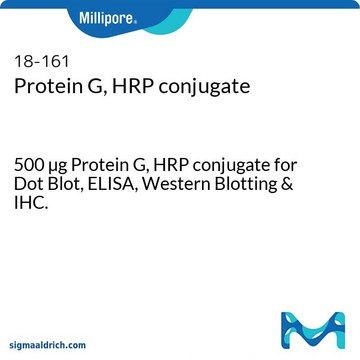 Protein G, HRP conjugate 500 &#181;g Protein G, HRP conjugate for Dot Blot, ELISA, Western Blotting &amp; IHC.