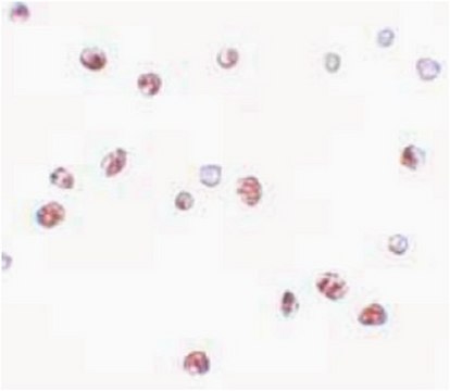 Anti-NOD4 Antibody from rabbit, purified by affinity chromatography