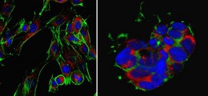 Anti-PPAR-gamma Antibody from rabbit, purified by affinity chromatography
