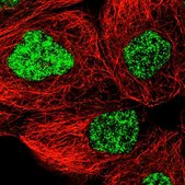 Anti-SNRNP40 antibody produced in rabbit Prestige Antibodies® Powered by Atlas Antibodies, affinity isolated antibody, buffered aqueous glycerol solution