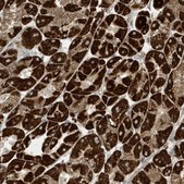 Anti-ATP5I antibody produced in rabbit Prestige Antibodies® Powered by Atlas Antibodies, affinity isolated antibody, buffered aqueous glycerol solution