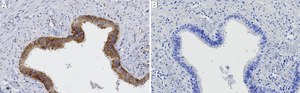 Anti-LDLRAD3 Antibody, clone 2N16 ZooMAb® Rabbit Monoclonal recombinant, expressed in HEK 293 cells