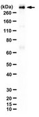 Anti-MAP-2 from rabbit, purified by affinity chromatography