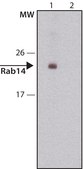 Anti-Rab14 (C-terminal) antibody produced in rabbit ~1.0 mg/mL, affinity isolated antibody, buffered aqueous solution