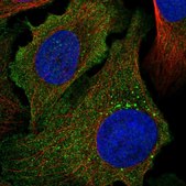 Anti-PCDHA1 antibody produced in rabbit Prestige Antibodies® Powered by Atlas Antibodies, affinity isolated antibody, buffered aqueous glycerol solution