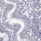 Anti-SPINT4 Prestige Antibodies® Powered by Atlas Antibodies, affinity isolated antibody
