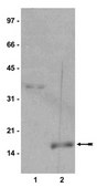 Anti-monomethyl-Histone H3 (Lys9) Antibody, Trial Size Upstate®, from rabbit