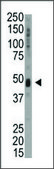Anti-KIS (N-term) antibody produced in rabbit IgG fraction of antiserum, buffered aqueous solution