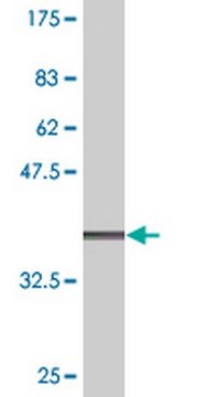 Anti-TMPRSS2 Mouse mAb (2F4) liquid, clone 2F4, Calbiochem&#174;