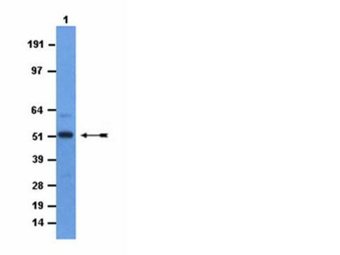 Anti-mGCM1 Antibody from rabbit, purified by affinity chromatography