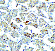 Anti-ATF6 (ab1) antibody produced in rabbit affinity isolated antibody, buffered aqueous solution
