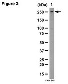 ChIPAb+ N-CoR Antibody from rabbit, purified by affinity chromatography