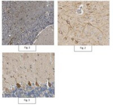 Anti-LRRTM4 Antibody, clone N205B/22