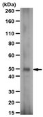Anti-Cytochrome p450 2J Family Antibody serum, from rabbit