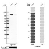 Anti-PPP2R3A antibody produced in rabbit Prestige Antibodies® Powered by Atlas Antibodies, affinity isolated antibody, buffered aqueous glycerol solution