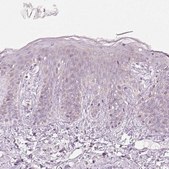 Anti-KCNQ1 antibody produced in rabbit Prestige Antibodies® Powered by Atlas Antibodies, affinity isolated antibody, buffered aqueous glycerol solution