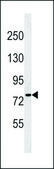 ANTI-YMEL1 (N-TERM) antibody produced in rabbit IgG fraction of antiserum, buffered aqueous solution