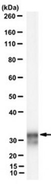 Anti-JAM-A/F11R Antibody, clone CSTEM27