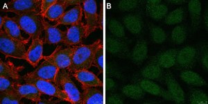 Anti-ALKBH5 Antibody, clone 6G7 ZooMAb® Rabbit Monoclonal recombinant, expressed in HEK 293 cells