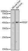 Anti-HDGF Antibody, clone 5U7A7, Rabbit Monoclonal