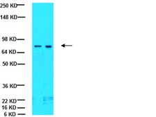 Anti-BCRP1 Antibody, clone 5D3 clone 5D3, Chemicon®, from mouse