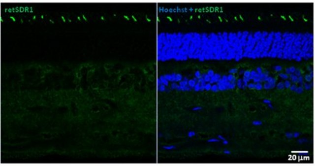 Anti-retSDR1 Antibody, clone A11 clone A11, from mouse