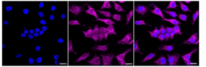 KD-Validated Anti MAP Kinase Activating Death Domain Antibody, clone 24GB110, Rabbit Monoclonal clone 24GB110, recombinant rabbit monoclonal, expressed in HEK293 cells