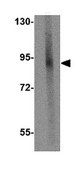 Anti-GLE1 Antibody from rabbit, purified by affinity chromatography