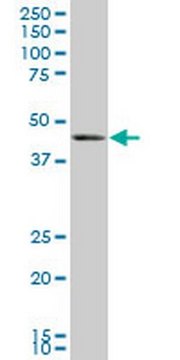 Anti-BMP7 Mouse mAb (M1-F8) liquid, clone M1-F8, Calbiochem&#174;