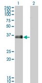 Monoclonal Anti-MARCKSL1 antibody produced in mouse clone 8C8, purified immunoglobulin, buffered aqueous solution