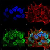 Monoclonal Anti-Nrcam antibody produced in mouse clone S364-51, purified immunoglobulin