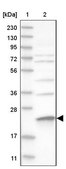 Anti-MRPS23 antibody produced in rabbit Prestige Antibodies® Powered by Atlas Antibodies, affinity isolated antibody, buffered aqueous glycerol solution