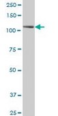 Monoclonal Anti-PTK7 antibody produced in mouse clone 4C6, purified immunoglobulin, buffered aqueous solution