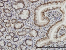 Monoclonal Anti-SP1 antibody produced in mouse clone 4C8, purified immunoglobulin, buffered aqueous solution