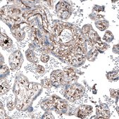 Anti-MYO1B antibody produced in rabbit Prestige Antibodies® Powered by Atlas Antibodies, affinity isolated antibody, buffered aqueous glycerol solution