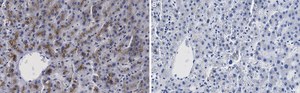 Anti-β-Glucocerebrosidase Antibody, clone 2I15 ZooMAb® Rabbit Monoclonal recombinant, expressed in HEK 293 cells