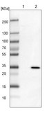 Anti-MORF4L1 antibody produced in rabbit Prestige Antibodies® Powered by Atlas Antibodies, affinity isolated antibody, buffered aqueous glycerol solution